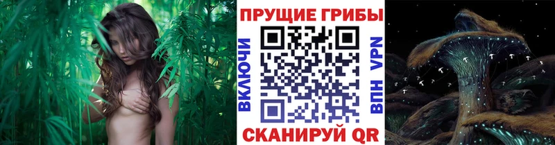 Купить закладки  Ельня  Галлюциногенные грибы MAGIC MUSHROOMS 